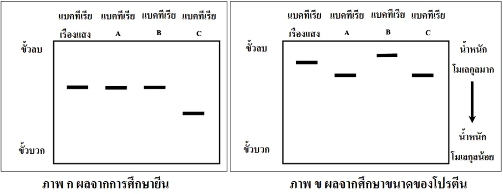 ข้อสอบ A-Level ชีววิทยา ข้อ 2