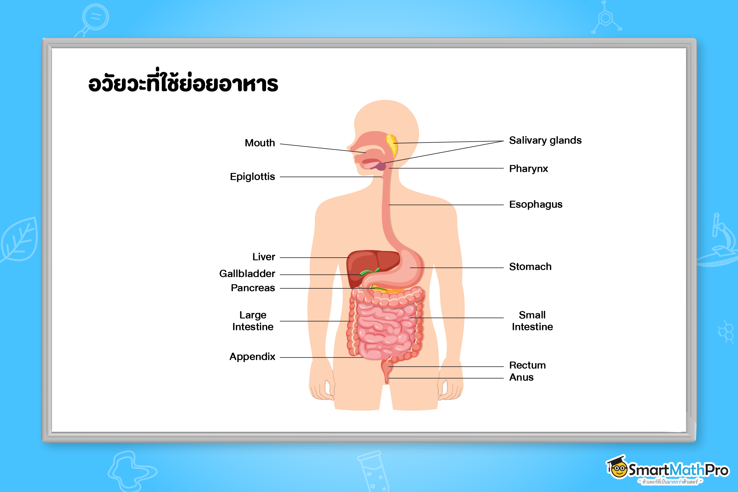 อวัยวะที่ใช้ย่อยอาหาร