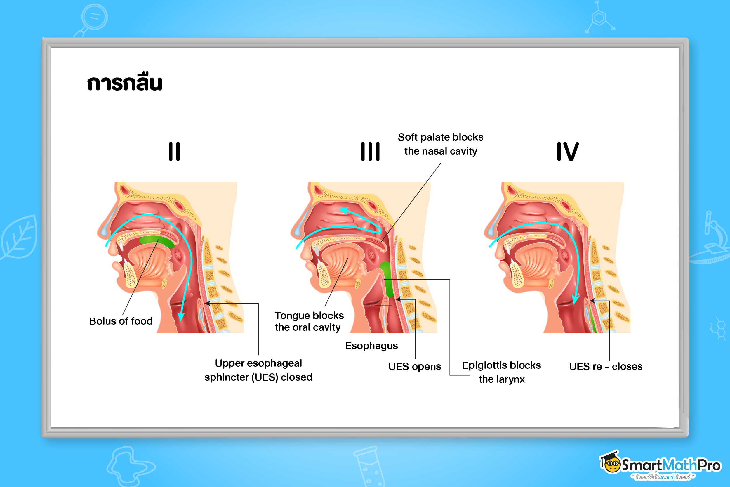 การกลืน