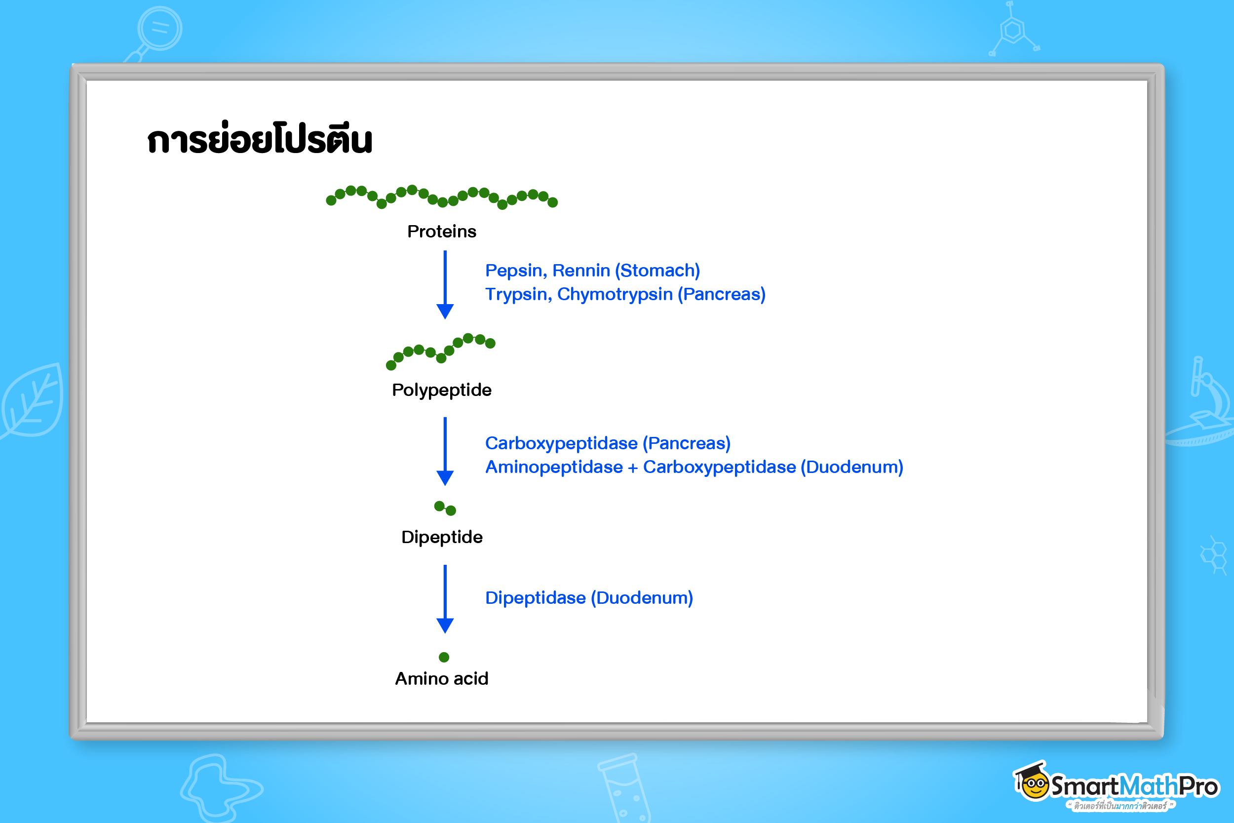 การย่อยโปรตีน