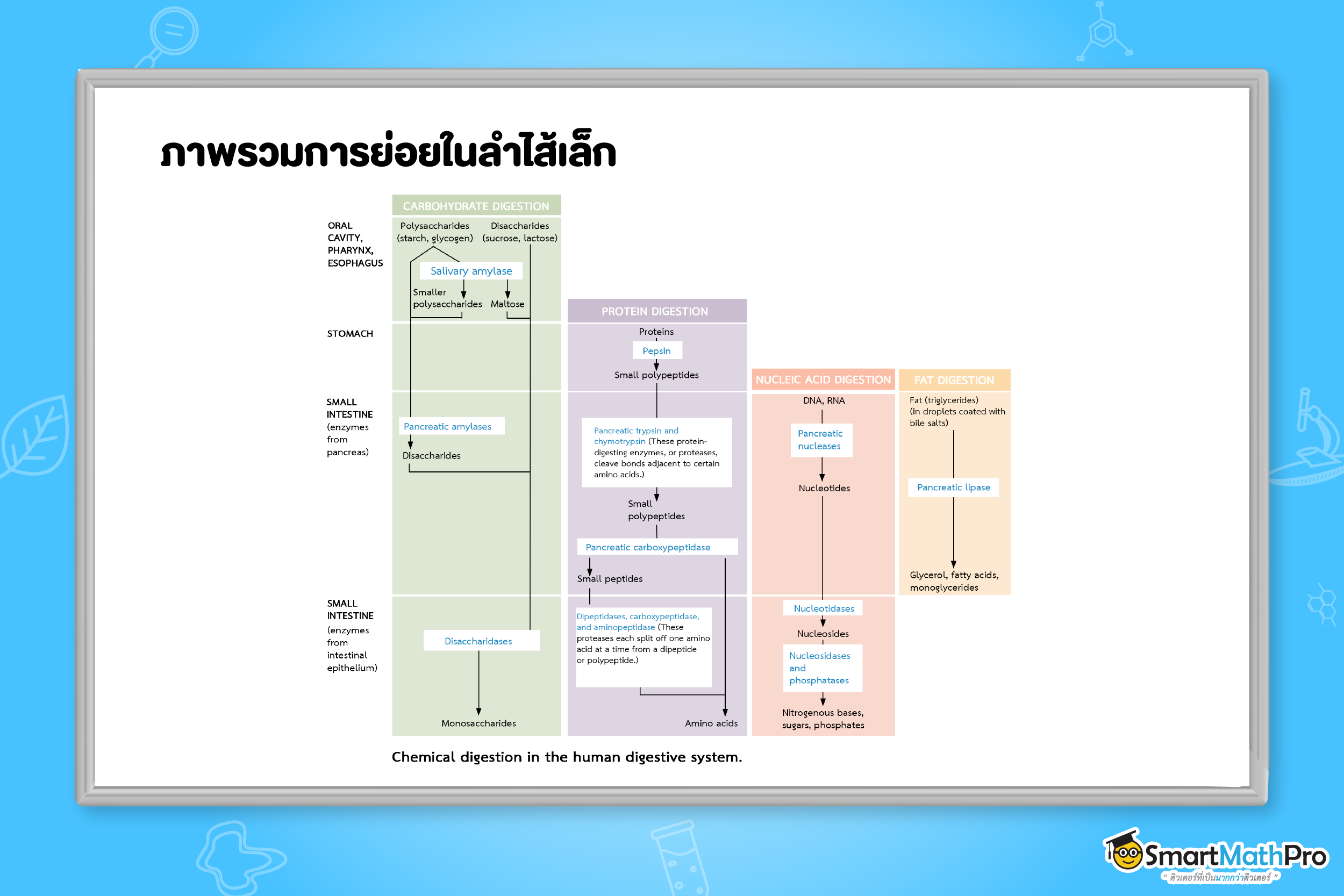 ภาพรวมการย่อยในลำไส้เล็ก