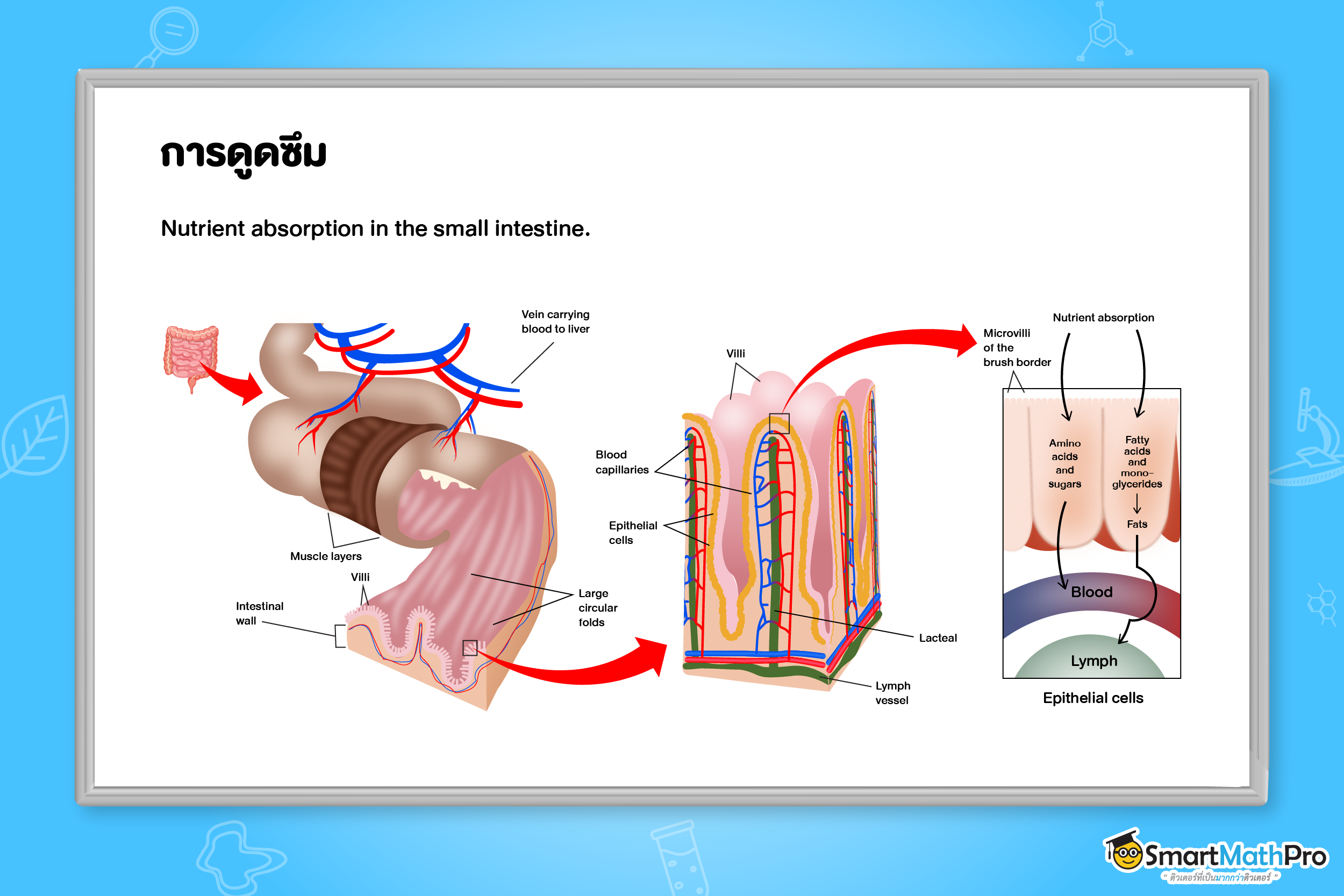 การดูดซึม