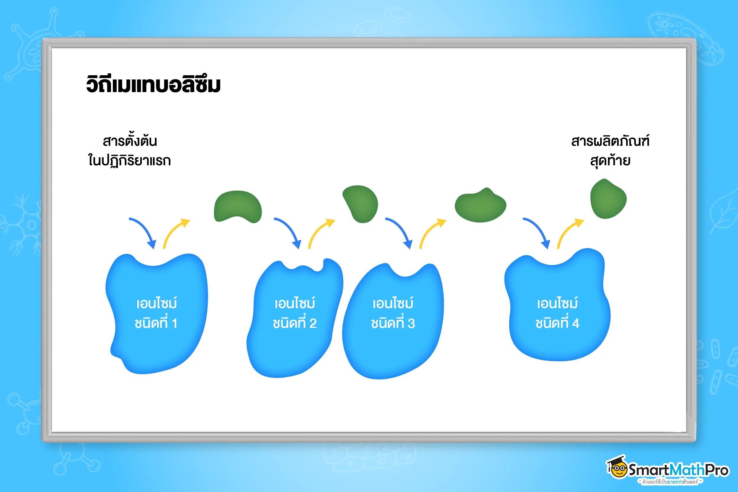 วิถีเมแทบอลิซึม