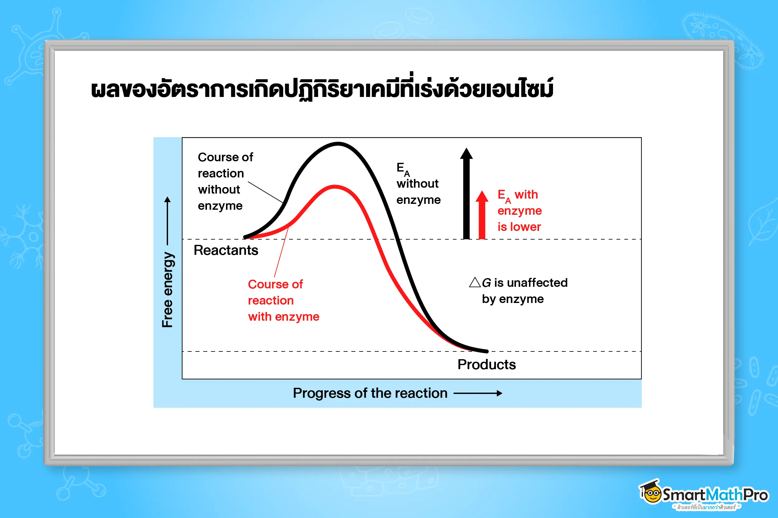 ผลของอัตราการเกิดปฏิกิริยาเคมีที่เร่งด้วยเอนไซม์