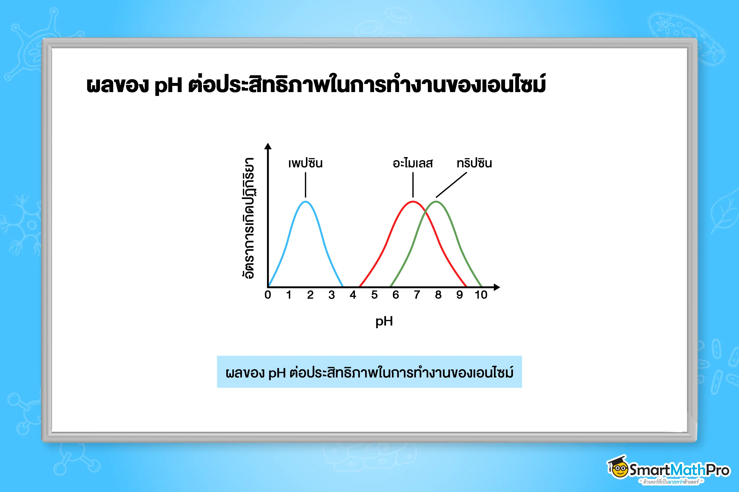 ผลของ pH ต่อประสิทธิภาพในการทำงานของเอนไซม์
