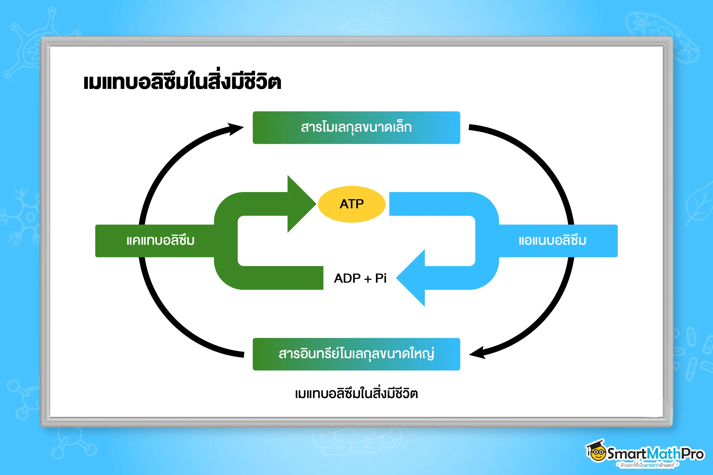 เมแทบอลิซึมในสิ่งมีชีวิต
