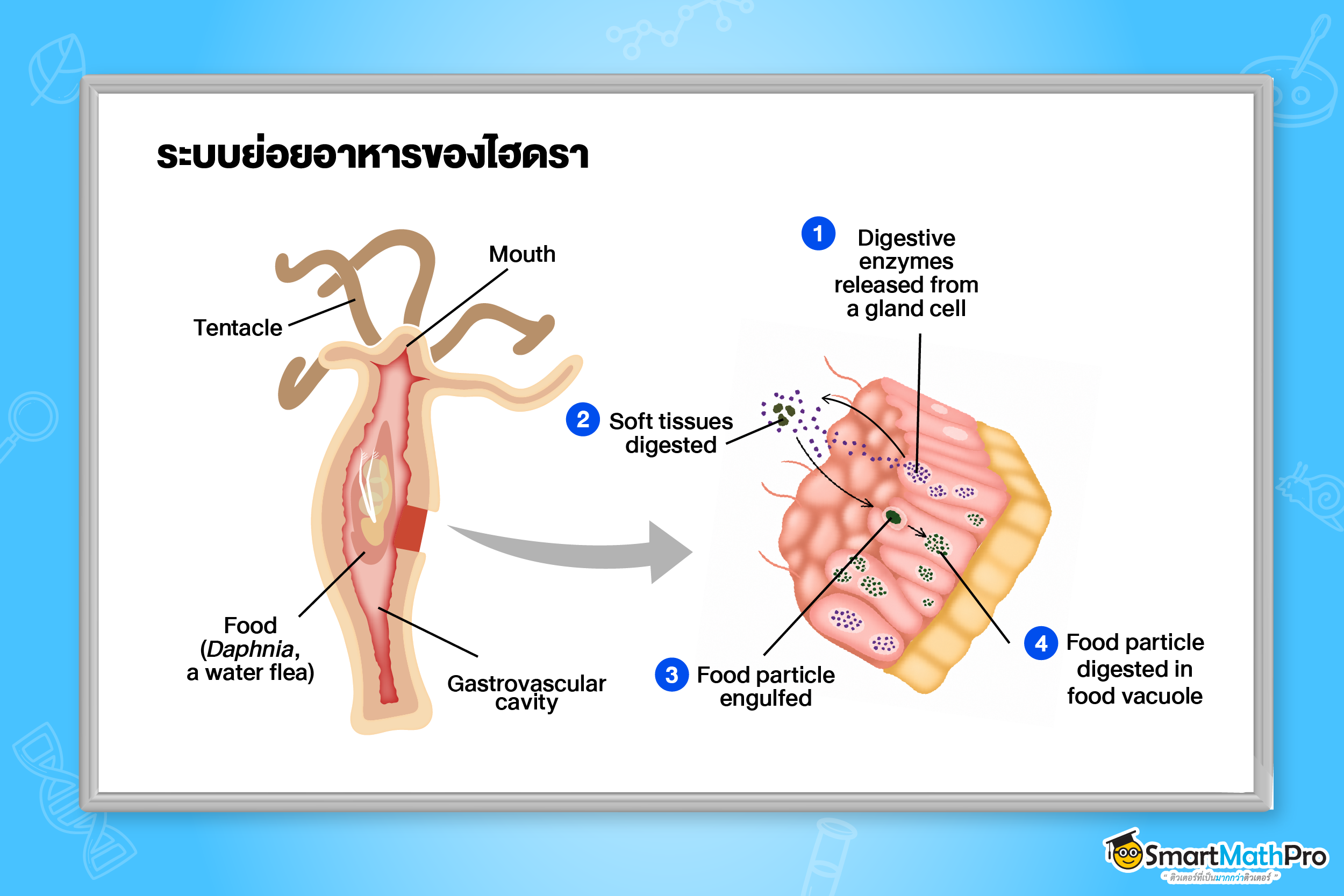 ระบบย่อยอาหาร - 11