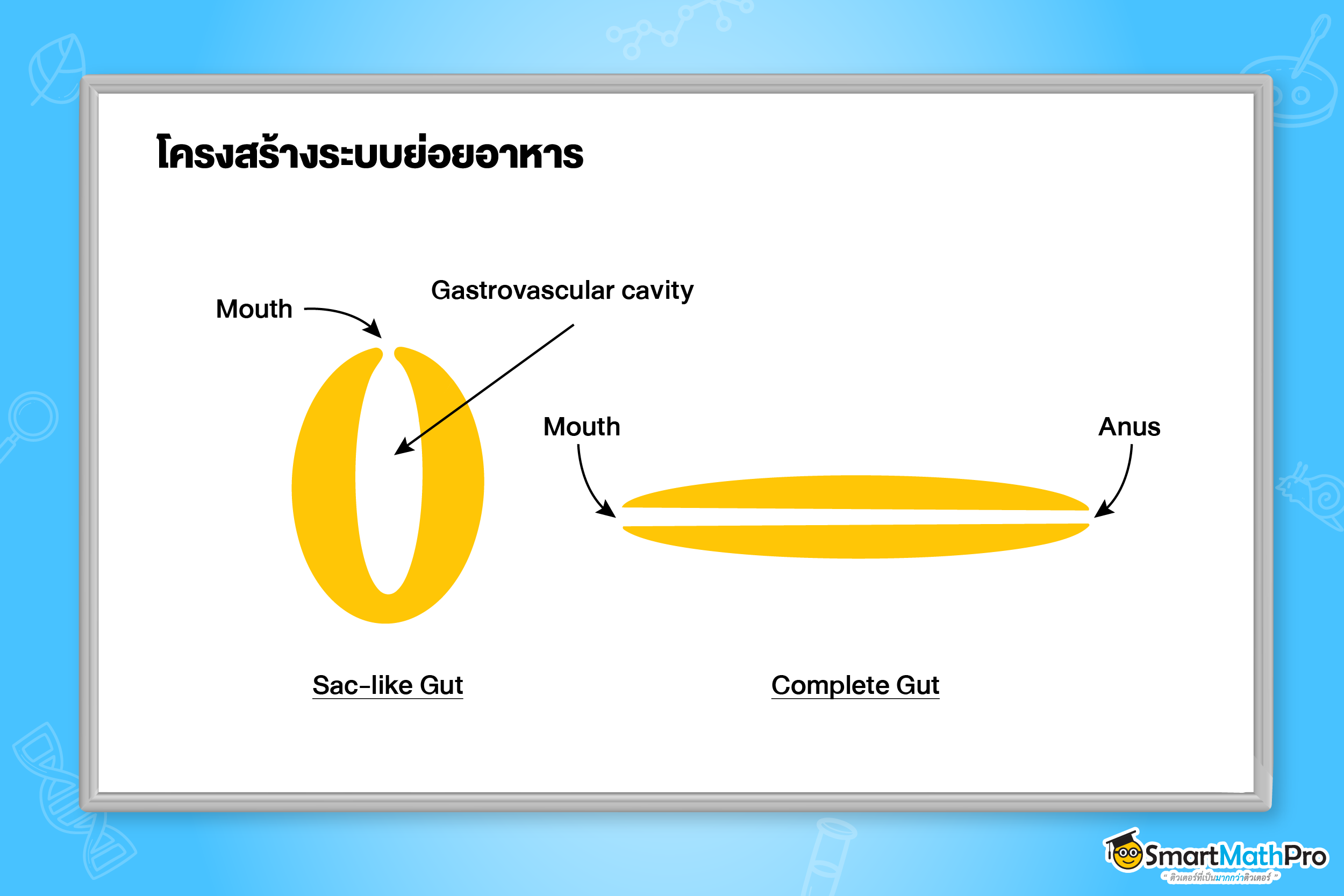 ระบบย่อยอาหาร - 2