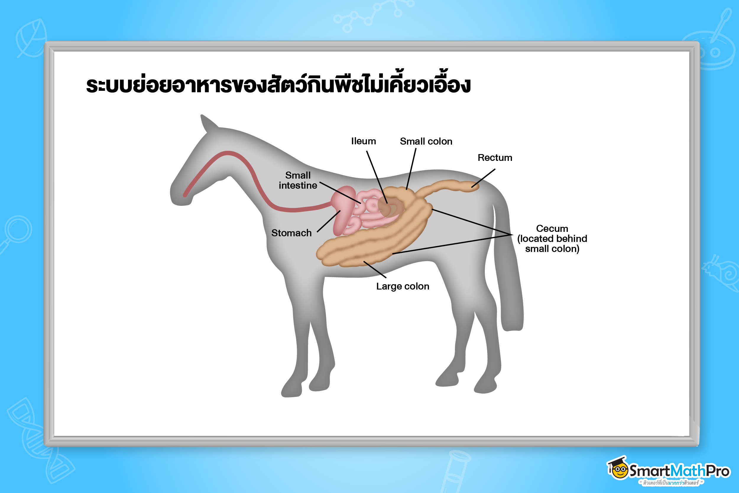 ระบบย่อยอาหาร - 12