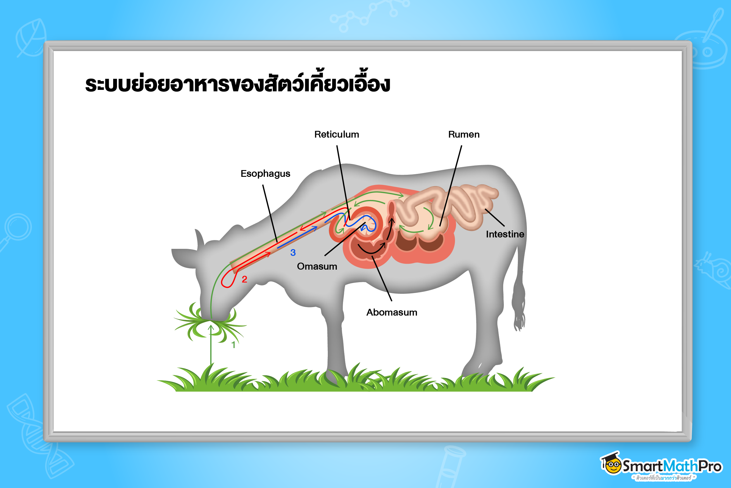 ระบบย่อยอาหารของสัตว์ - 13