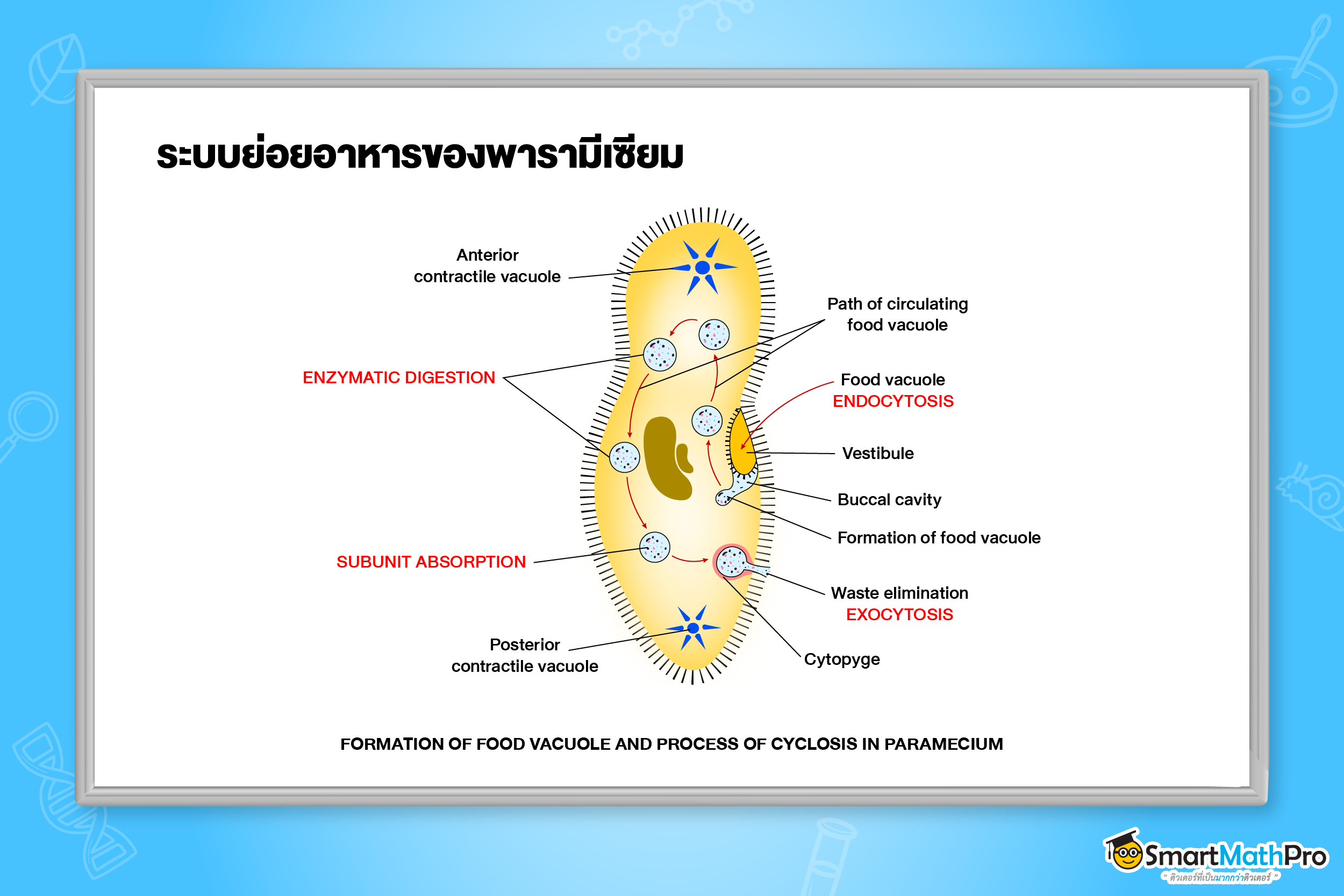 ระบบย่อยอาหาร - 3