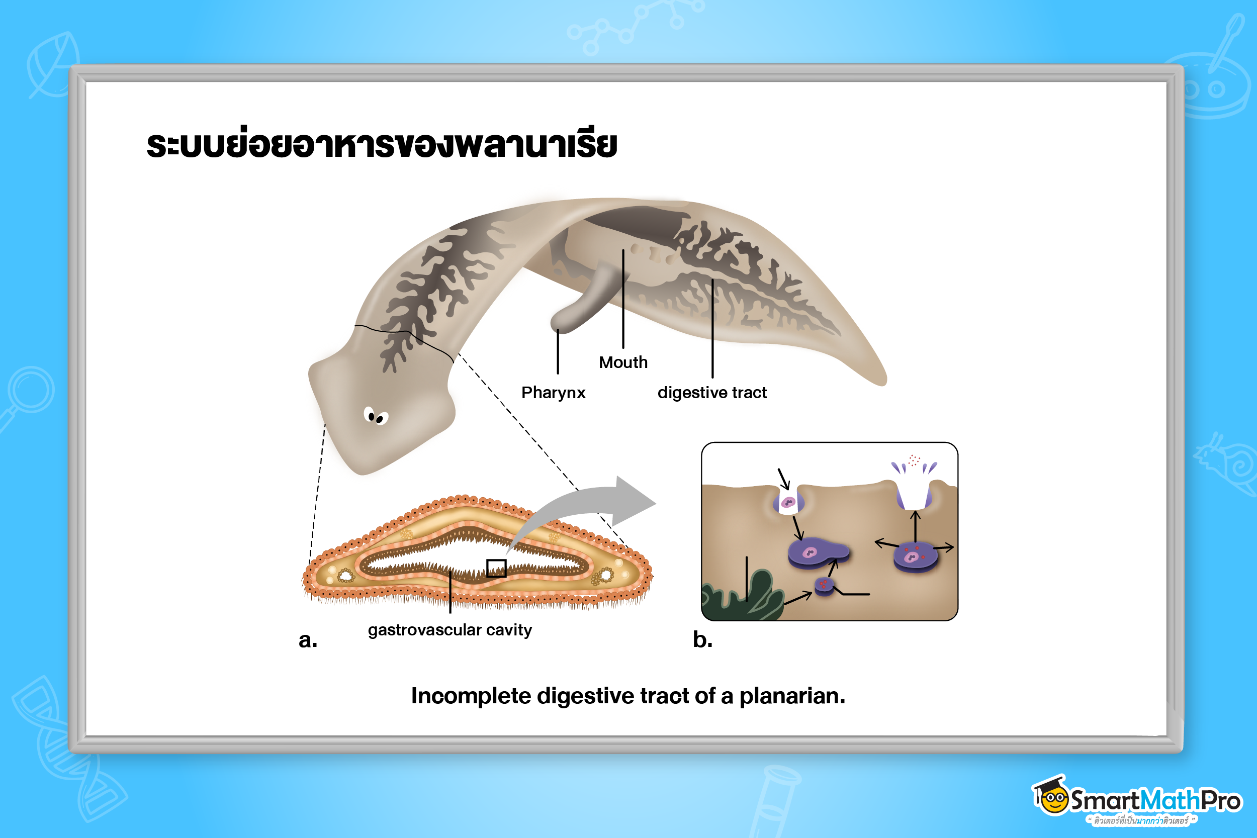 ระบบย่อยอาหาร - 4