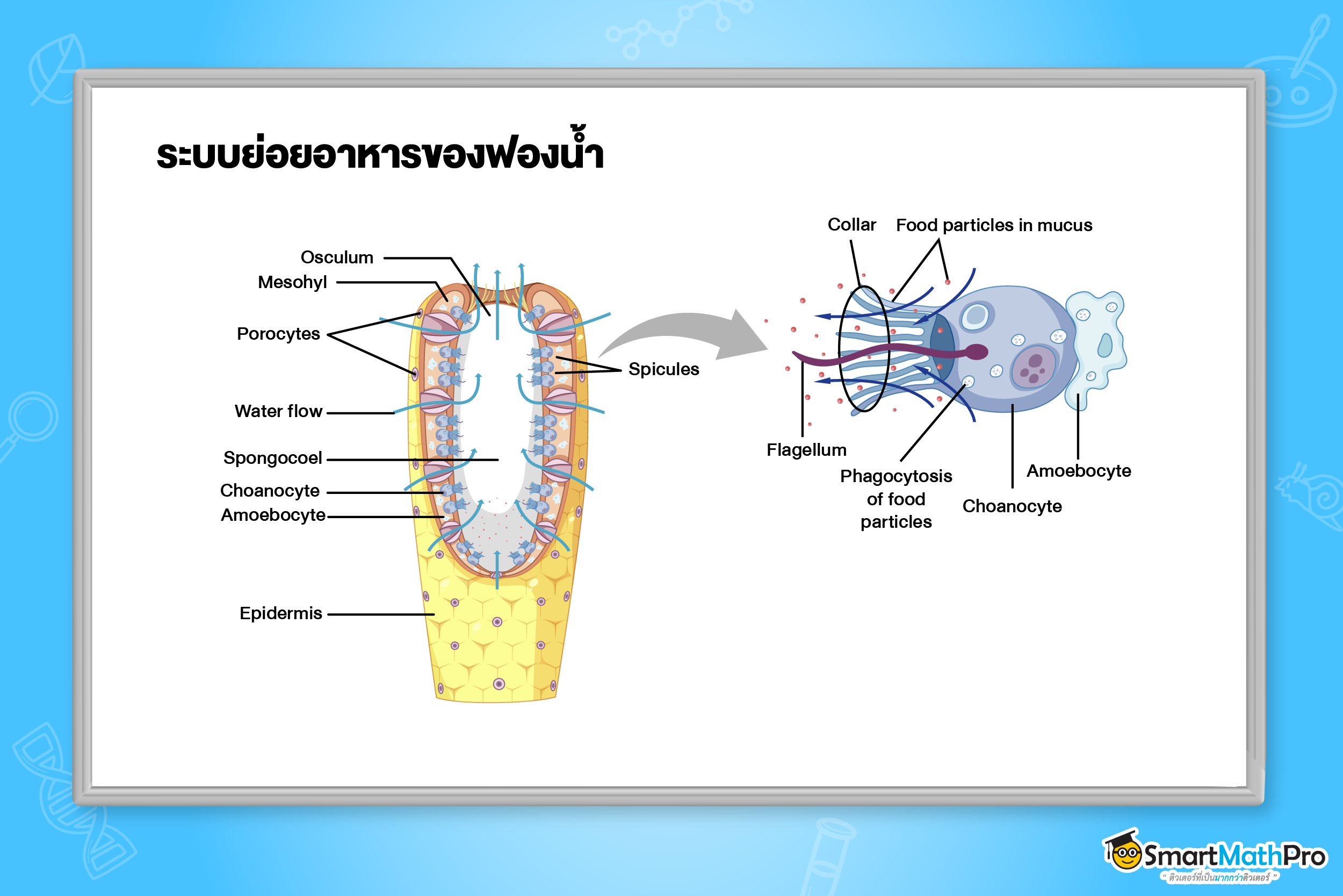 ระบบย่อยอาหาร - 5