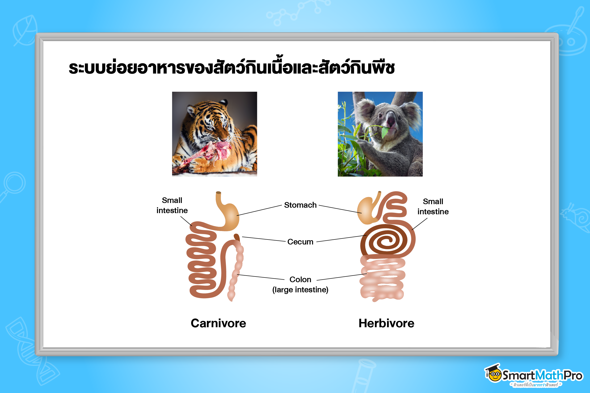 ระบบย่อยอาหาร - 7