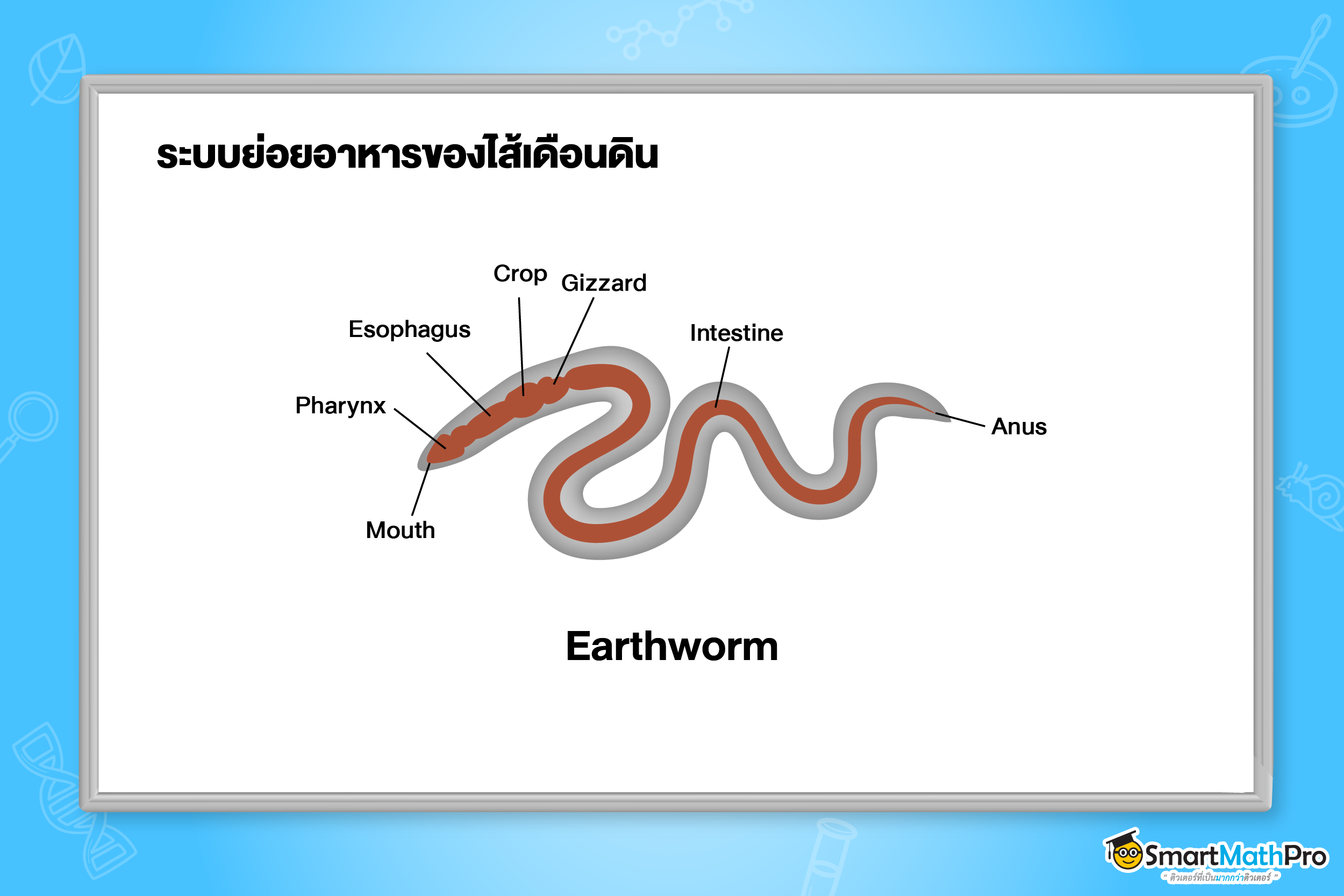 ระบบย่อยอาหาร - 8