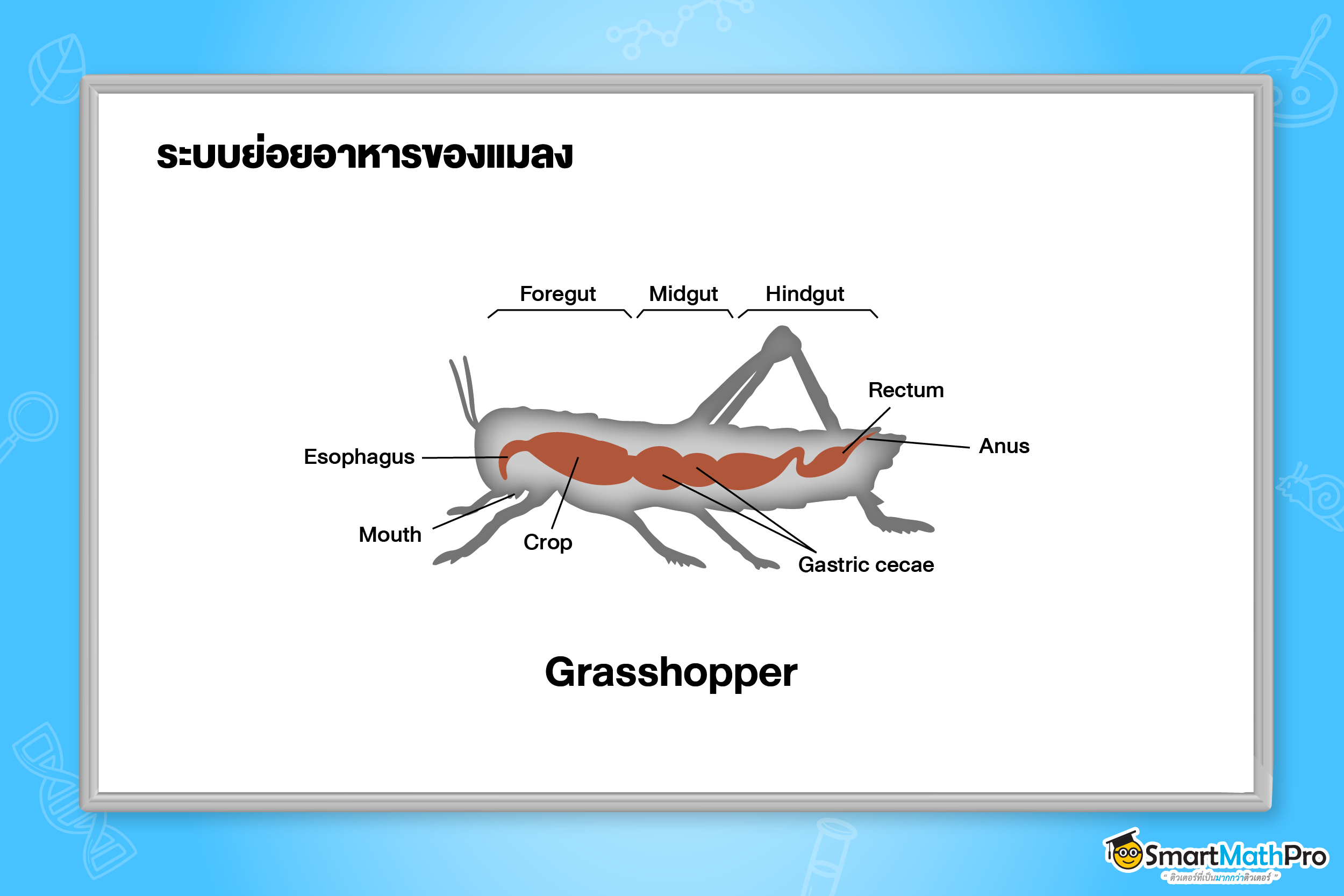 ระบบย่อยอาหาร - 9