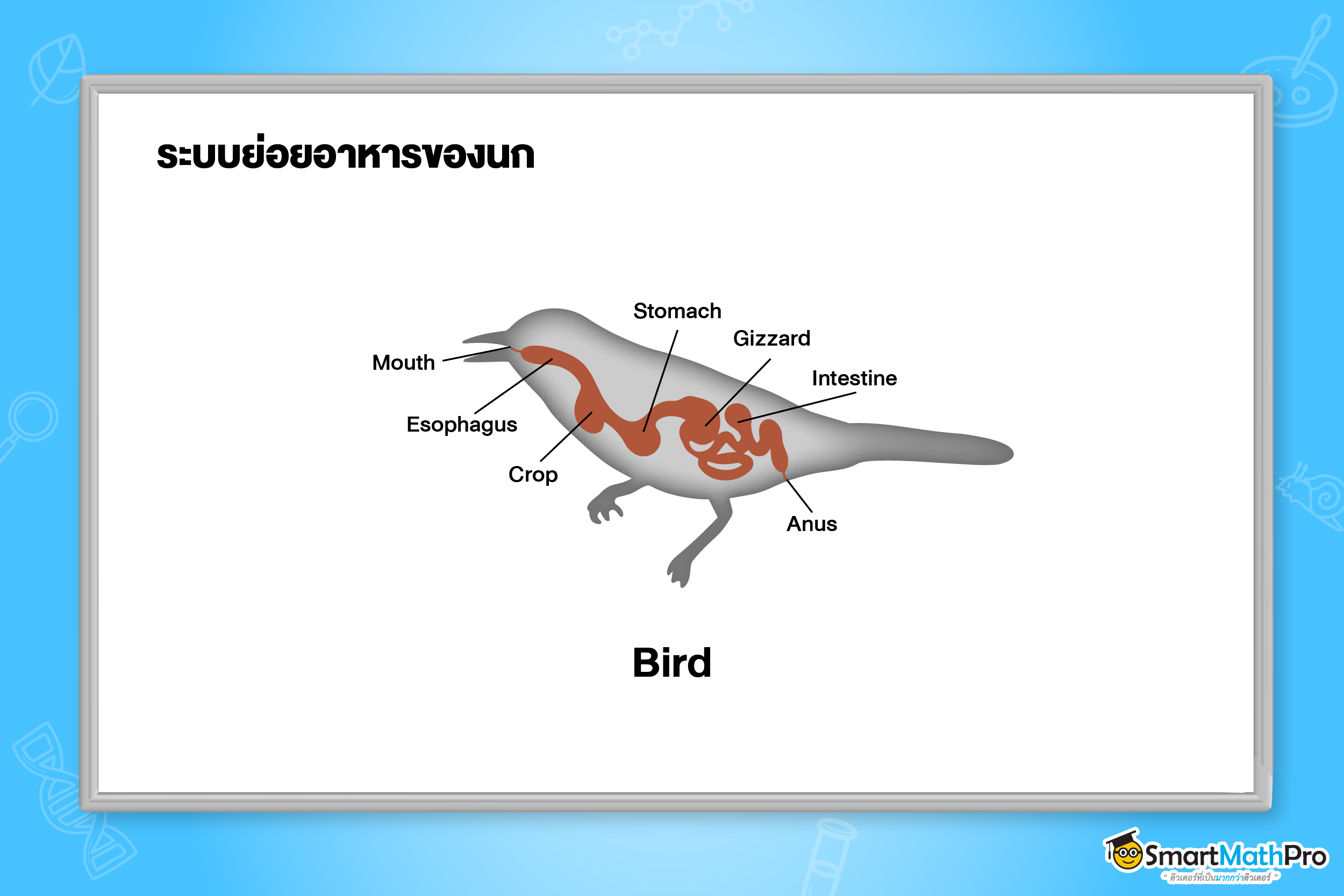 ระบบย่อยอาหาร - 10