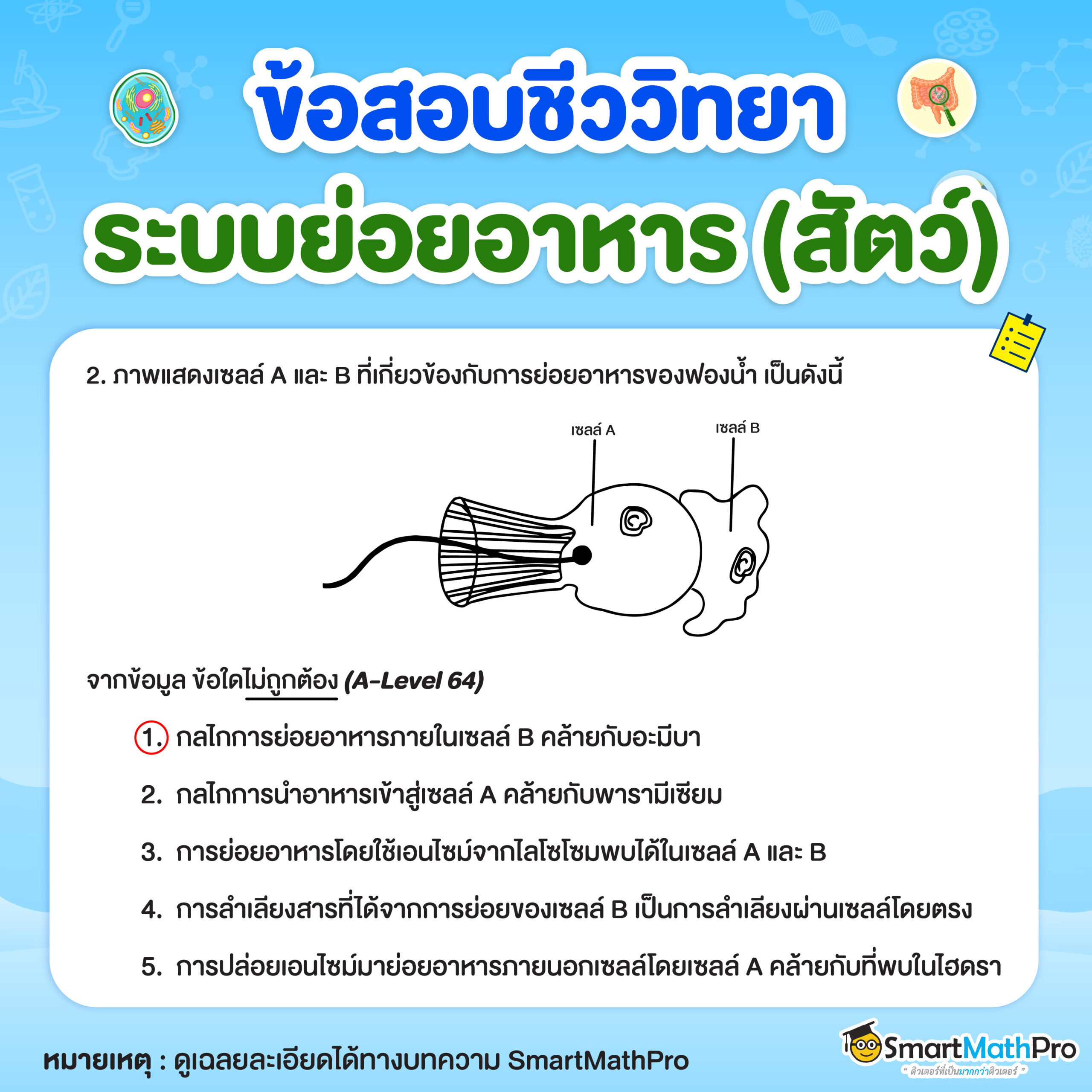 ระบบย่อยอาหารของสัตว์ - 14