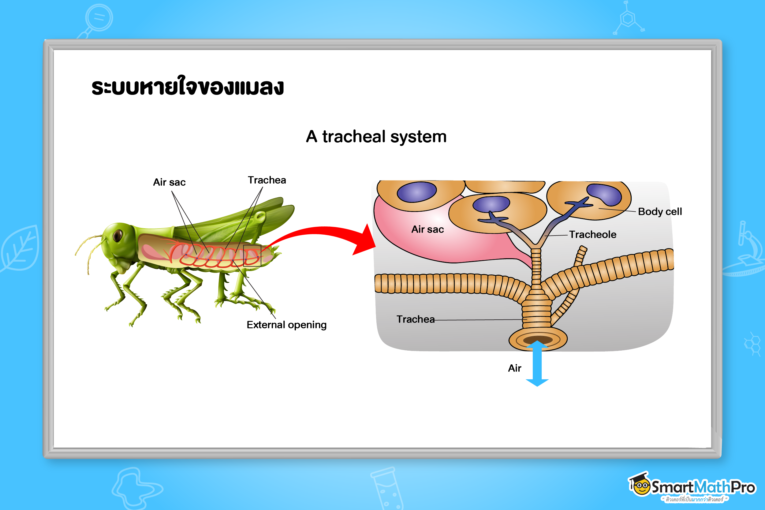 ระบบหายใจของสัตว์