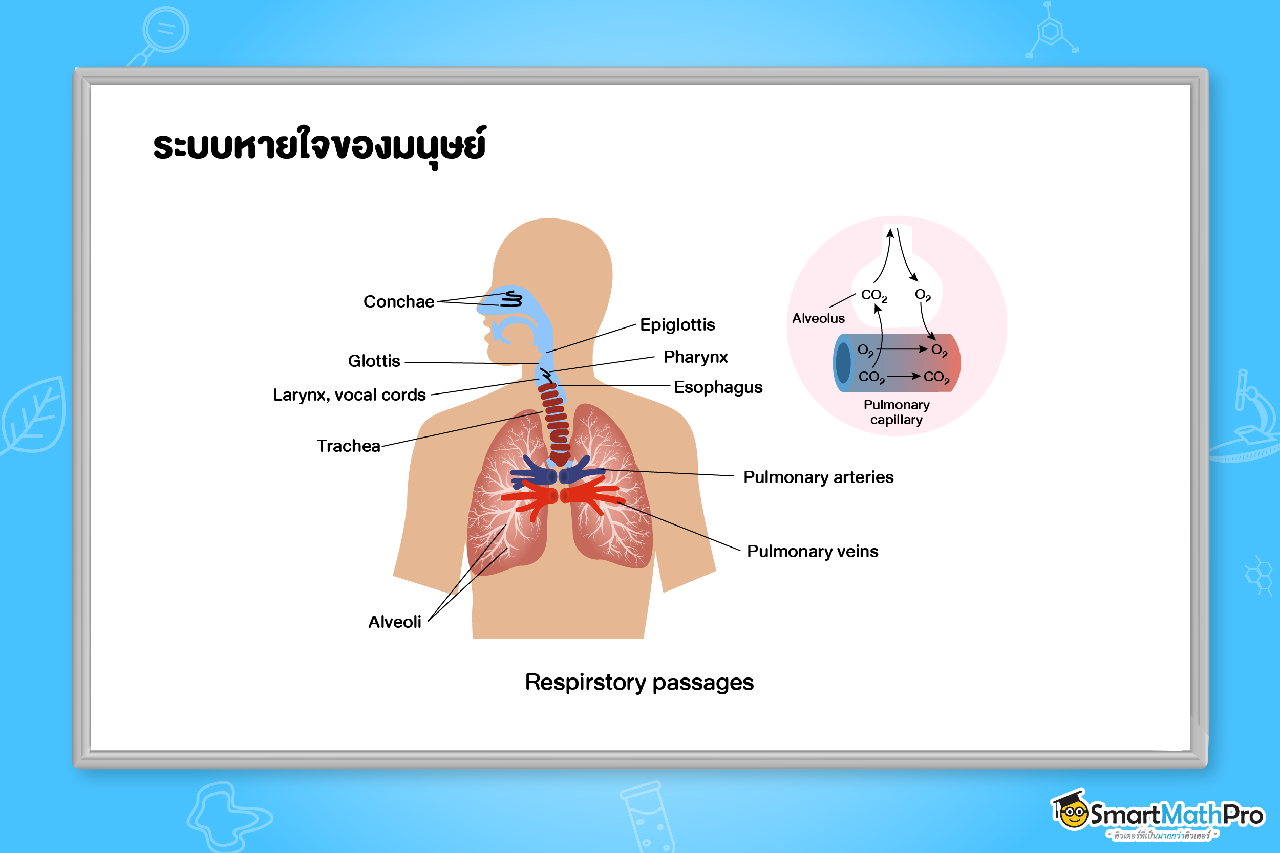ระบบหายใจของมนุษย์
