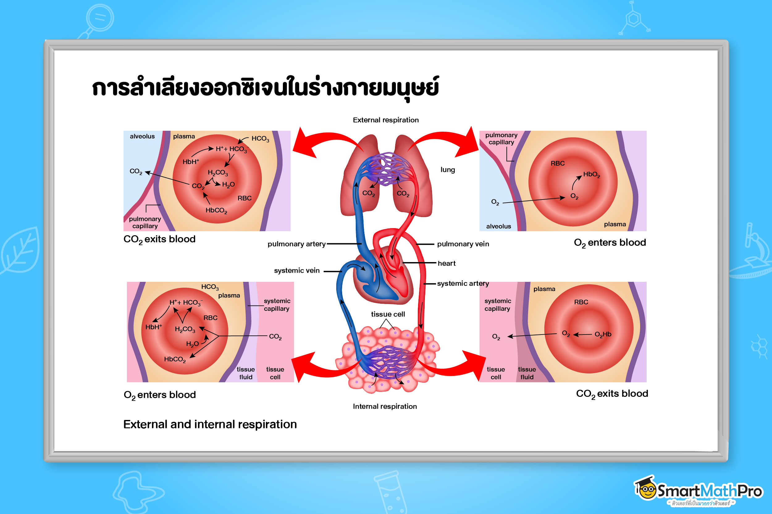 การลำเลียงออกซิเจนในร่างกายมนุษย์