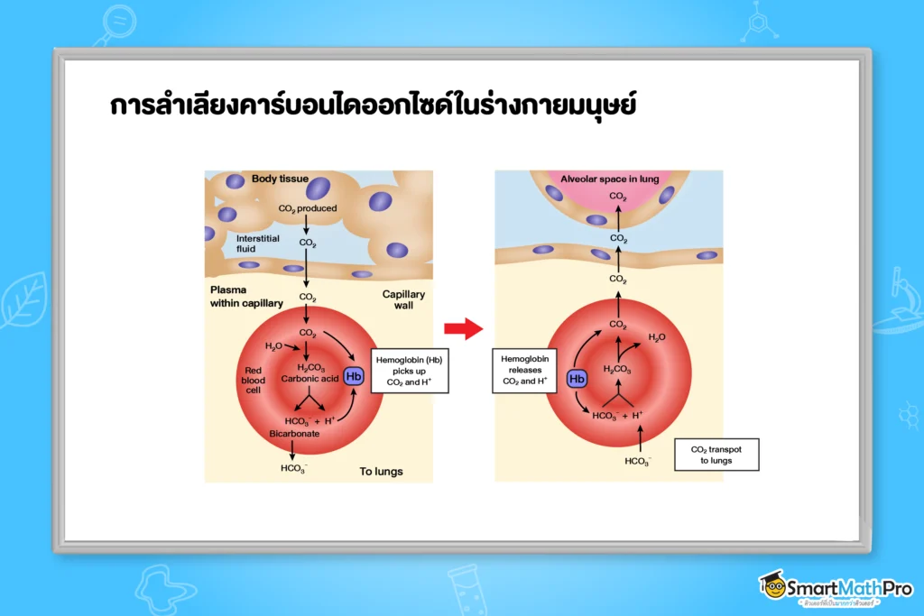 การลำเลียงคาร์บอนไดออกไซด์ในร่างกายมนุษย์