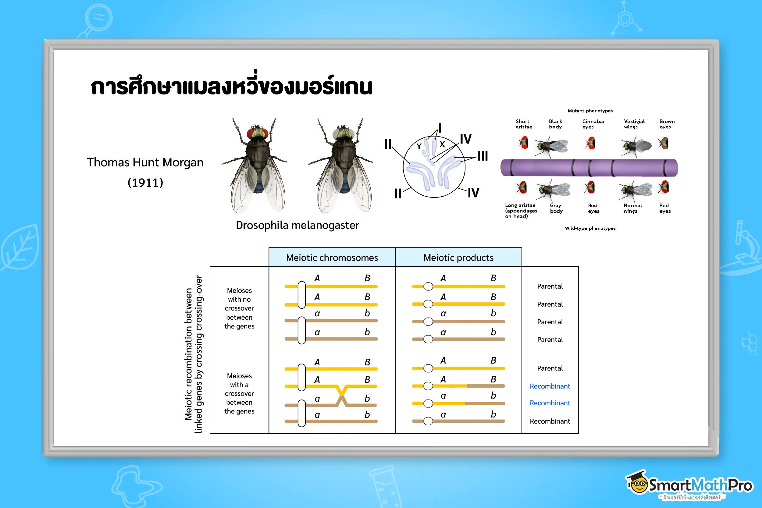 การศึกษาแมลงหวี่ของมอร์แกน