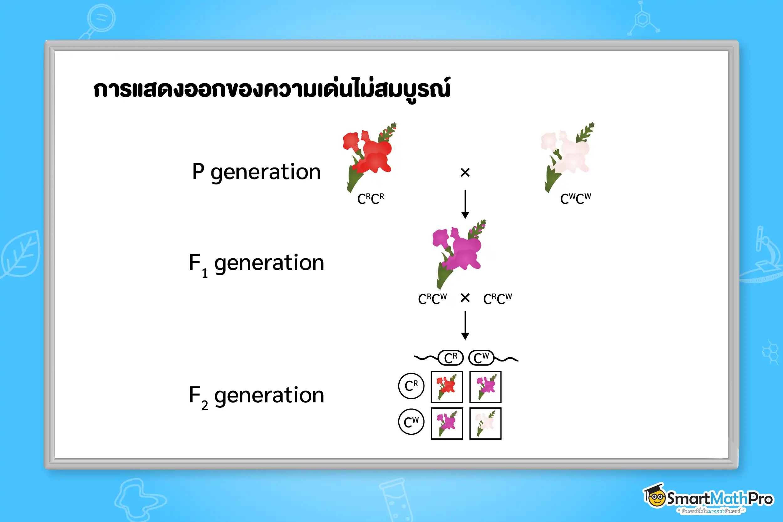 การแสดงออกของความเด่นไม่สมบูรณ์