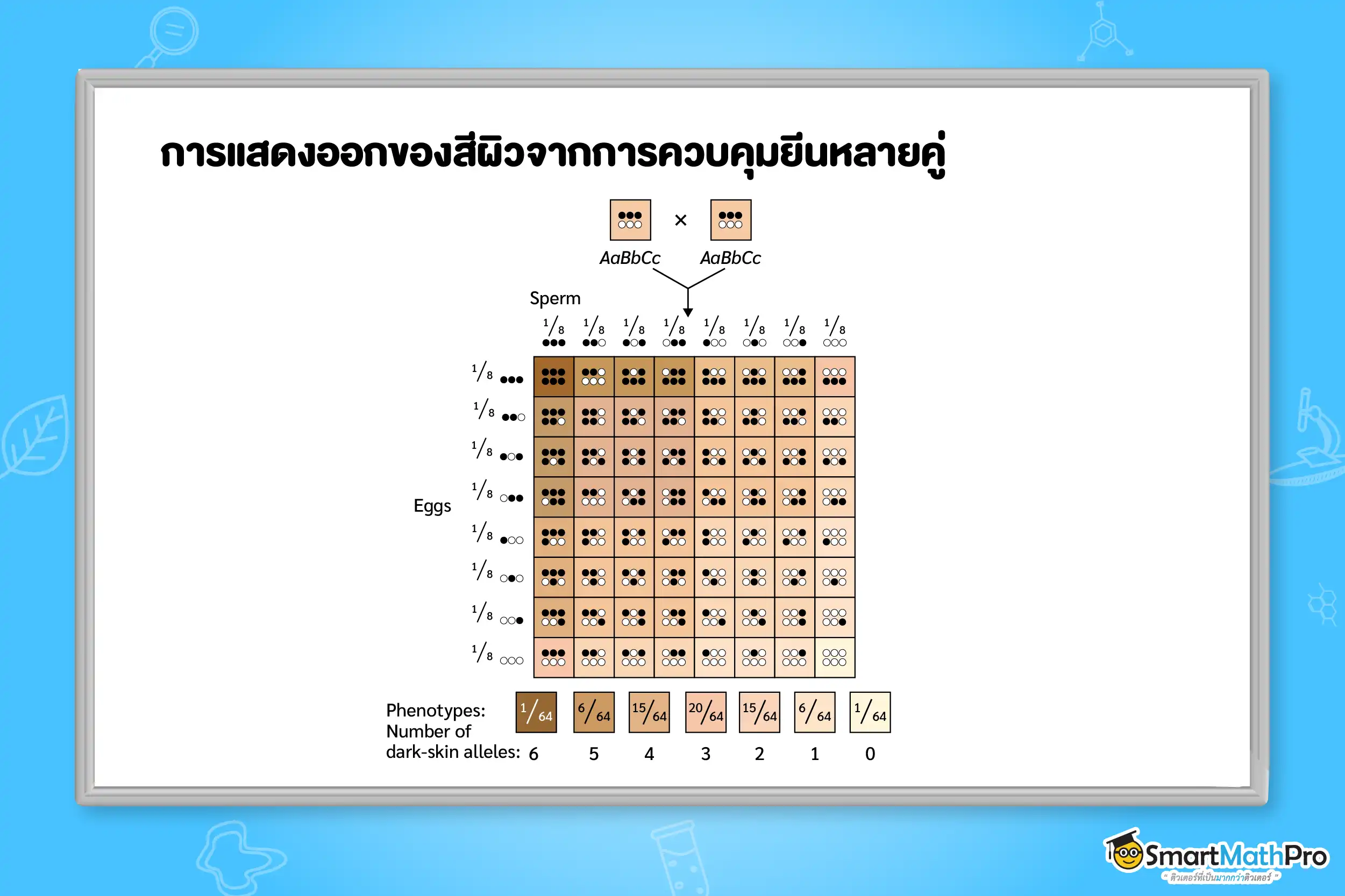 การแสดงออกของสีผิวจากการควบคุมยีนหลายคู่