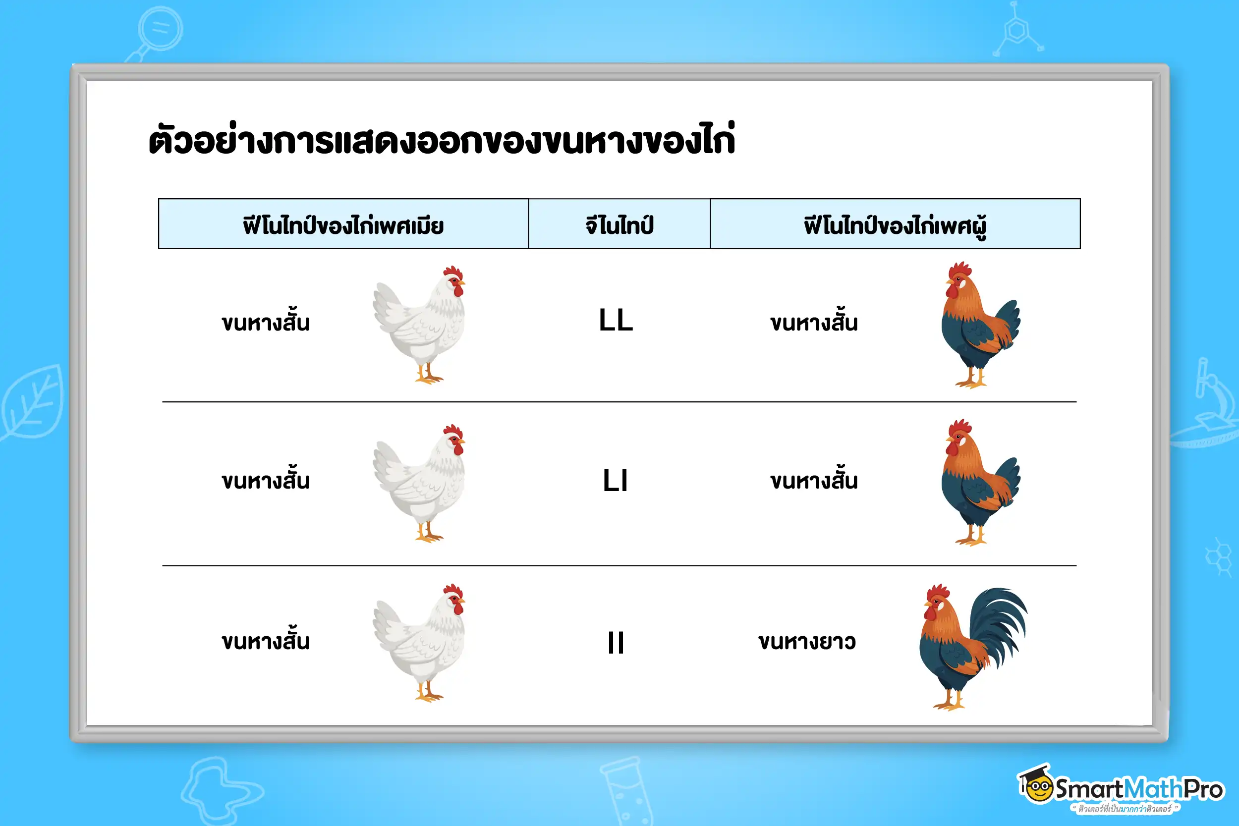 ตัวอย่างการแสดงออกของขนหางของไก่