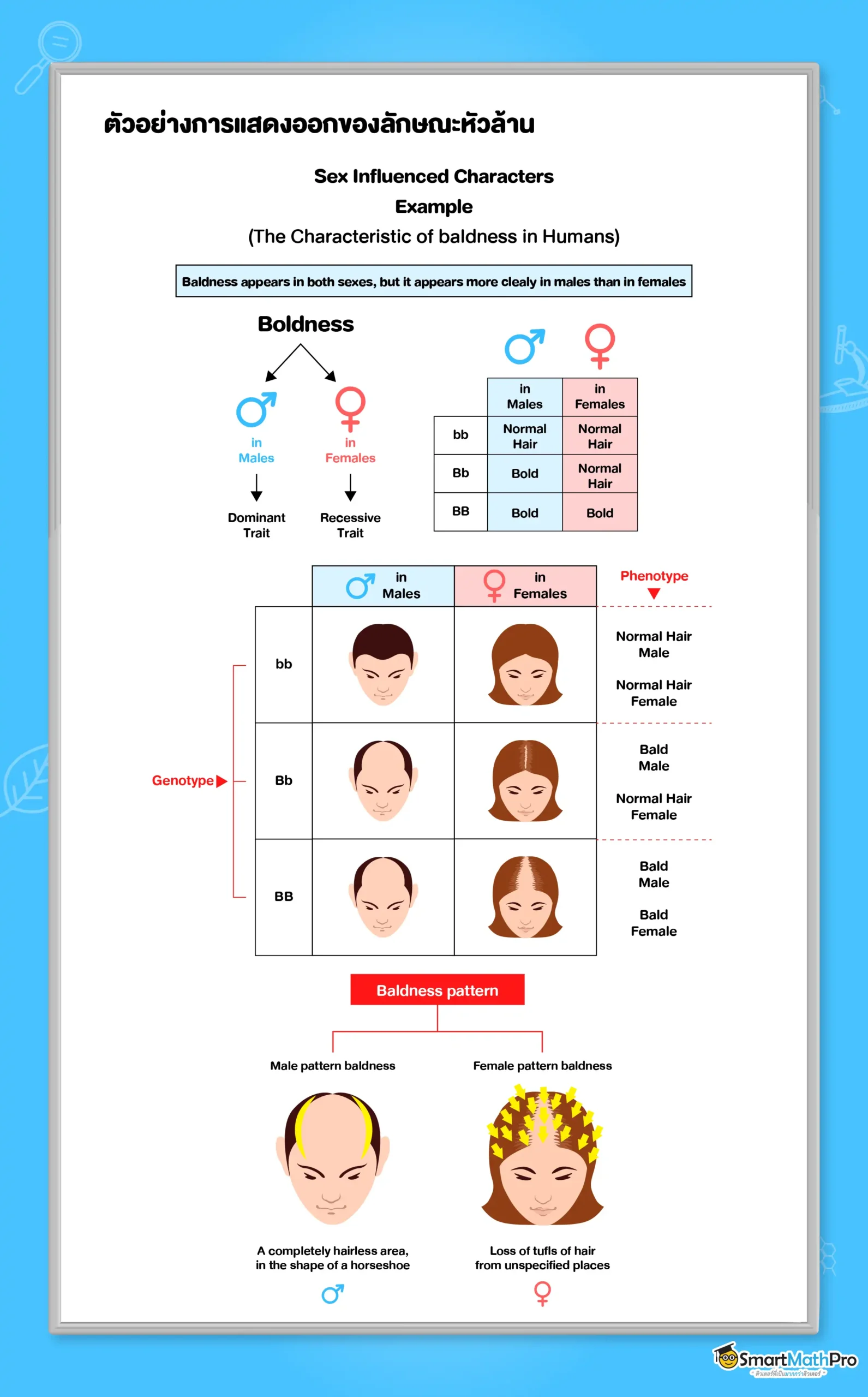 ตัวอย่างการแสดงออกของลักษณะหัวล้าน