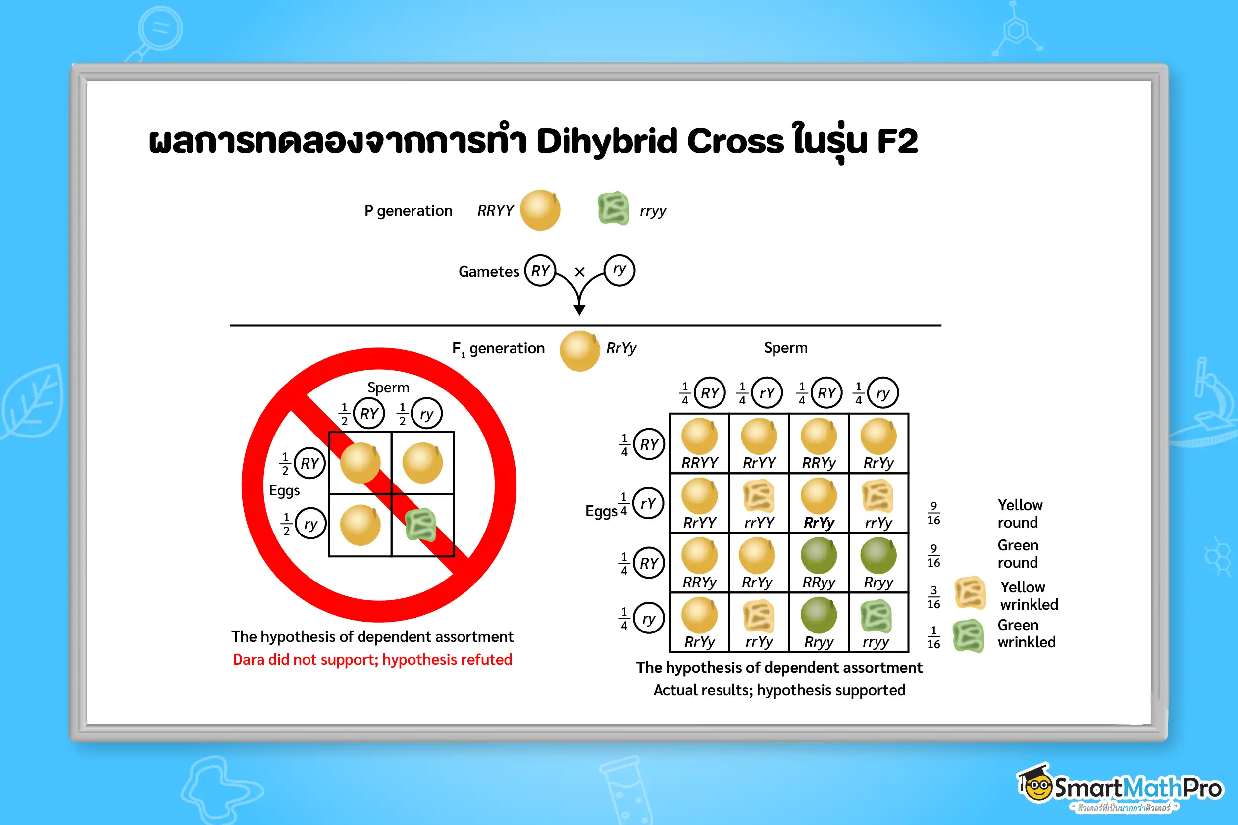 ผลการทดลองจากการทำ Dihybrid Cross ในรุ่น F2