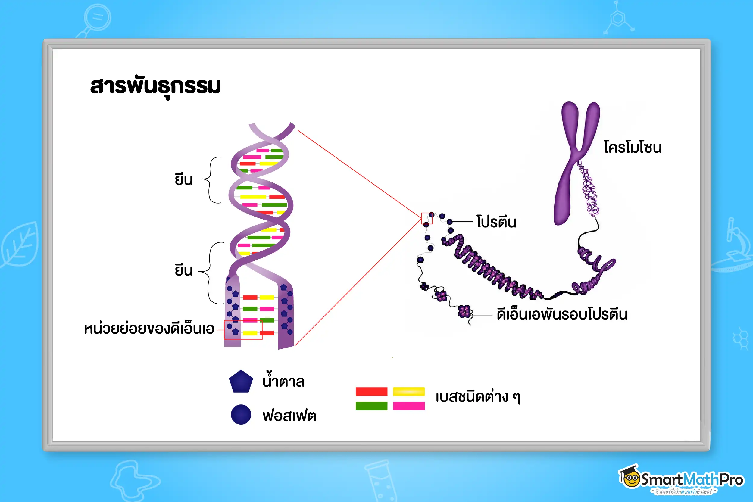 สารพันธุกรรม
