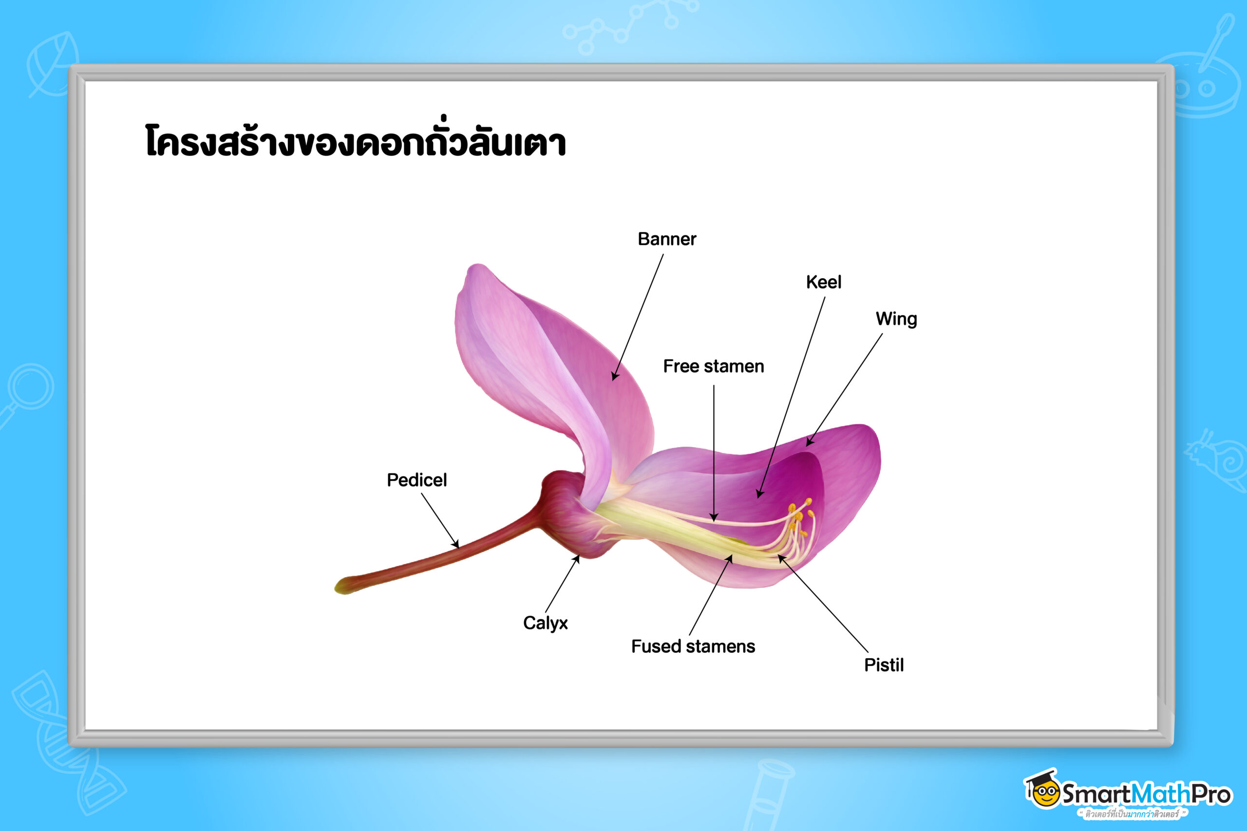 โครงสร้างของดอกถั่วลันเตา