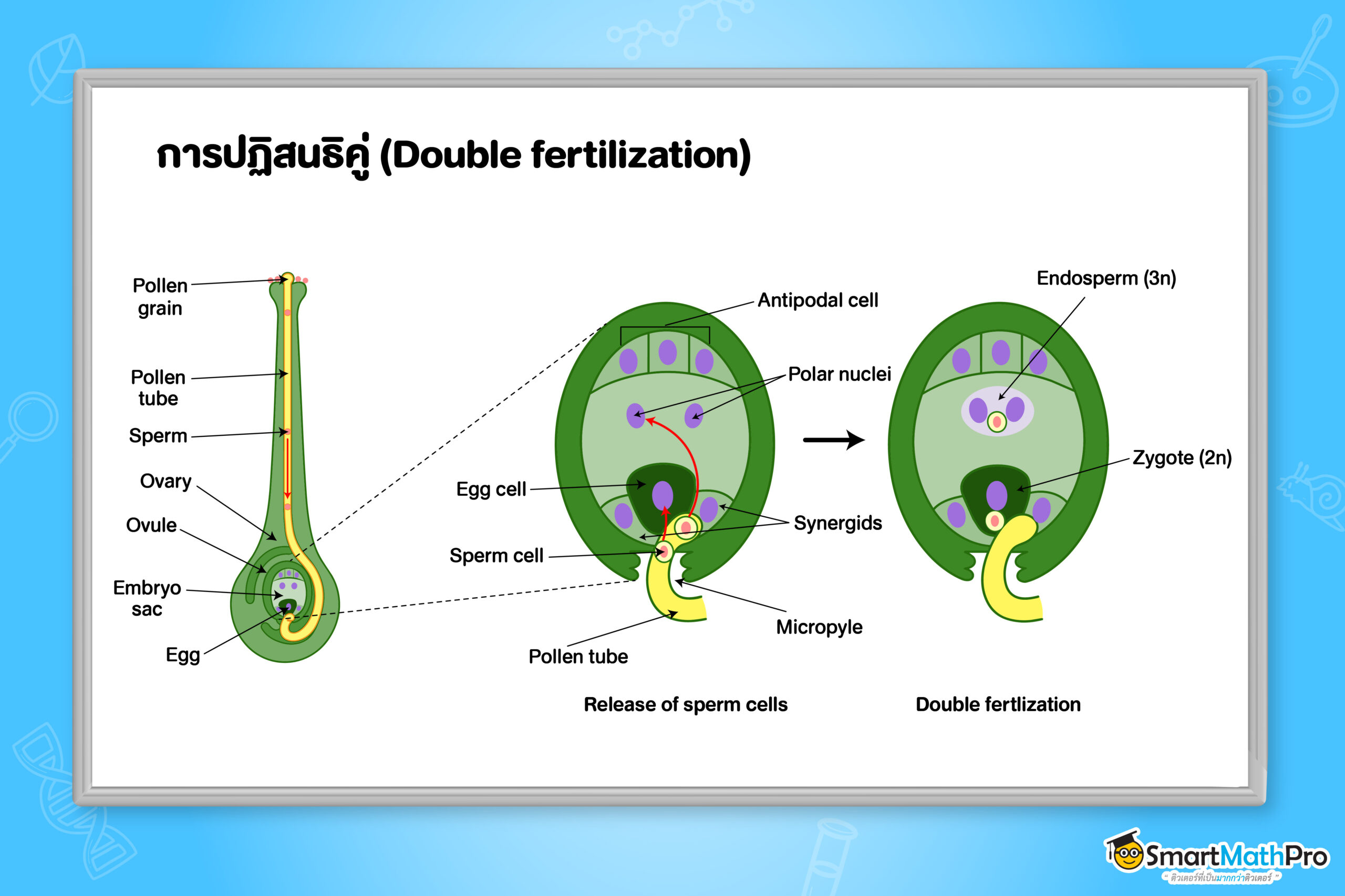 การปฏิสนธิคู่ (Double fertilization)
