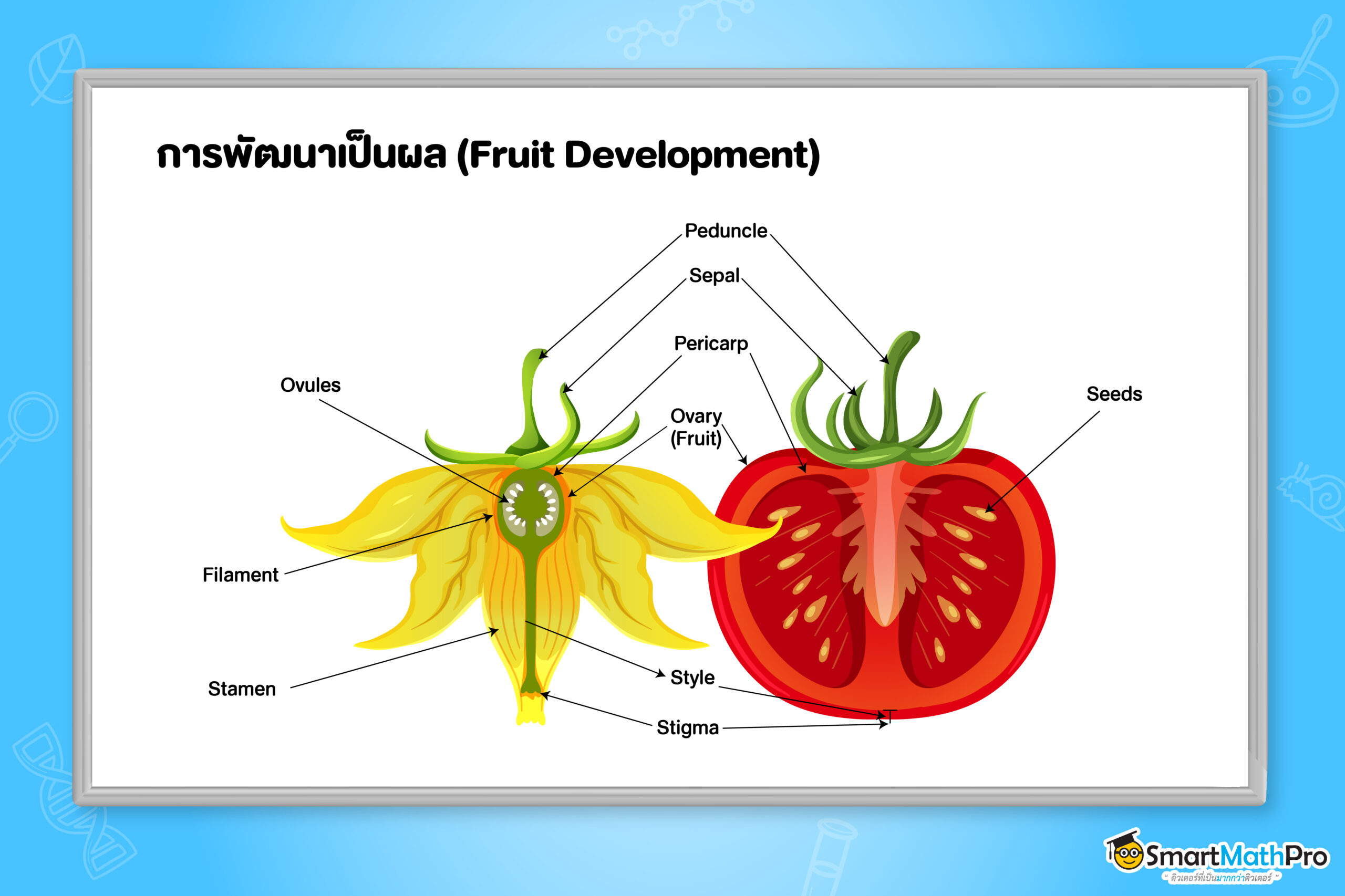 การพัฒนาเป็นผล (Fruit Development)