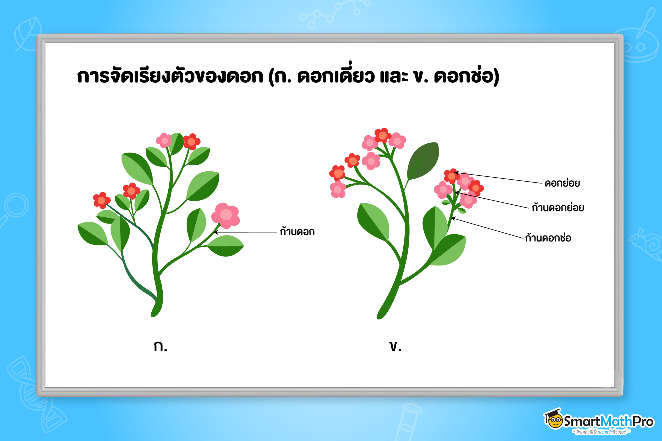 การจัดเรียงตัวของดอก