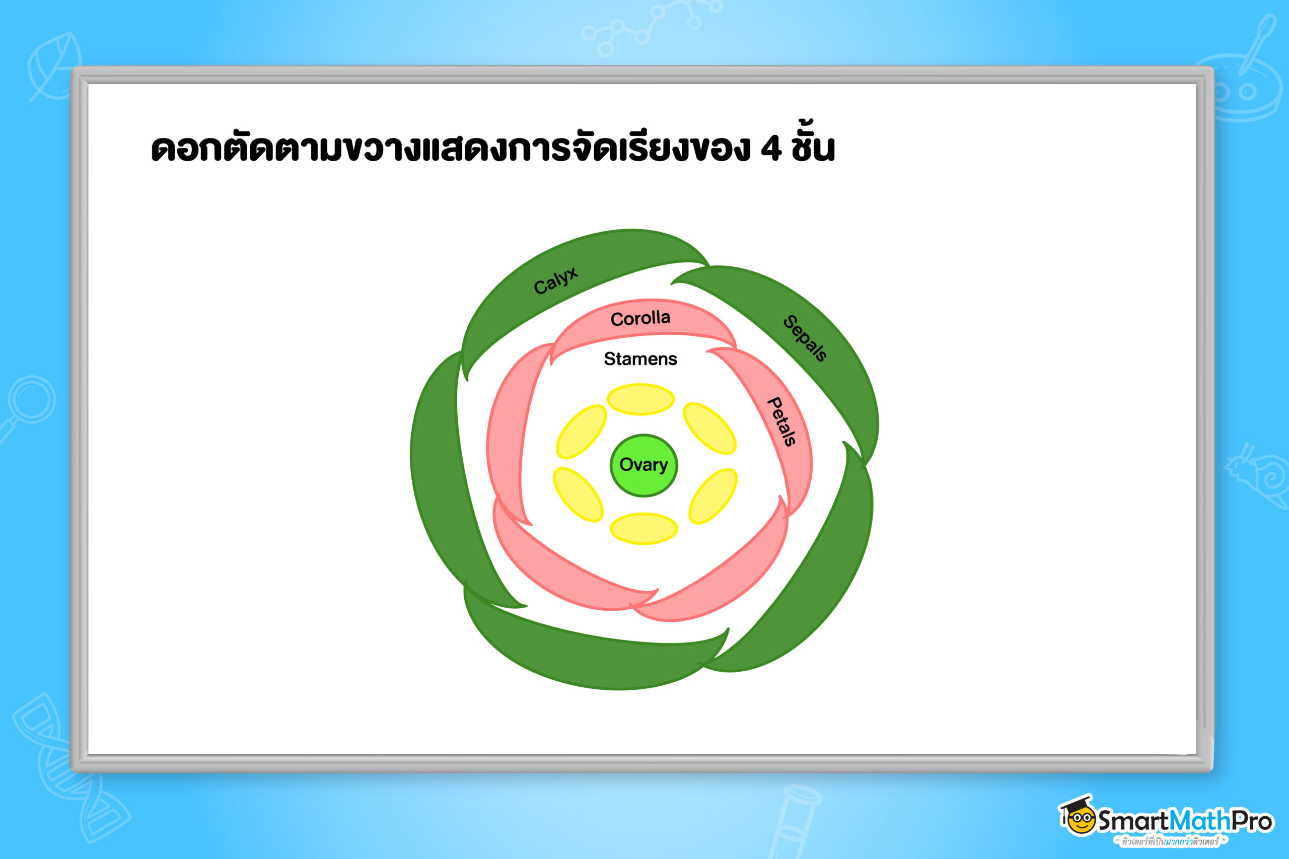 ดอกตัดตามขวางแสดงการจัดเรียงของ 4 ชั้น