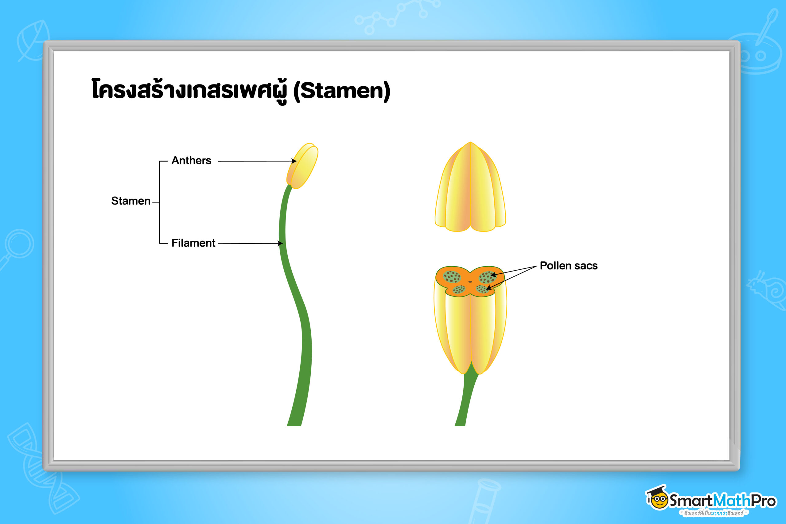 โครงสร้างเกสรเพศผู้ (Stamen)