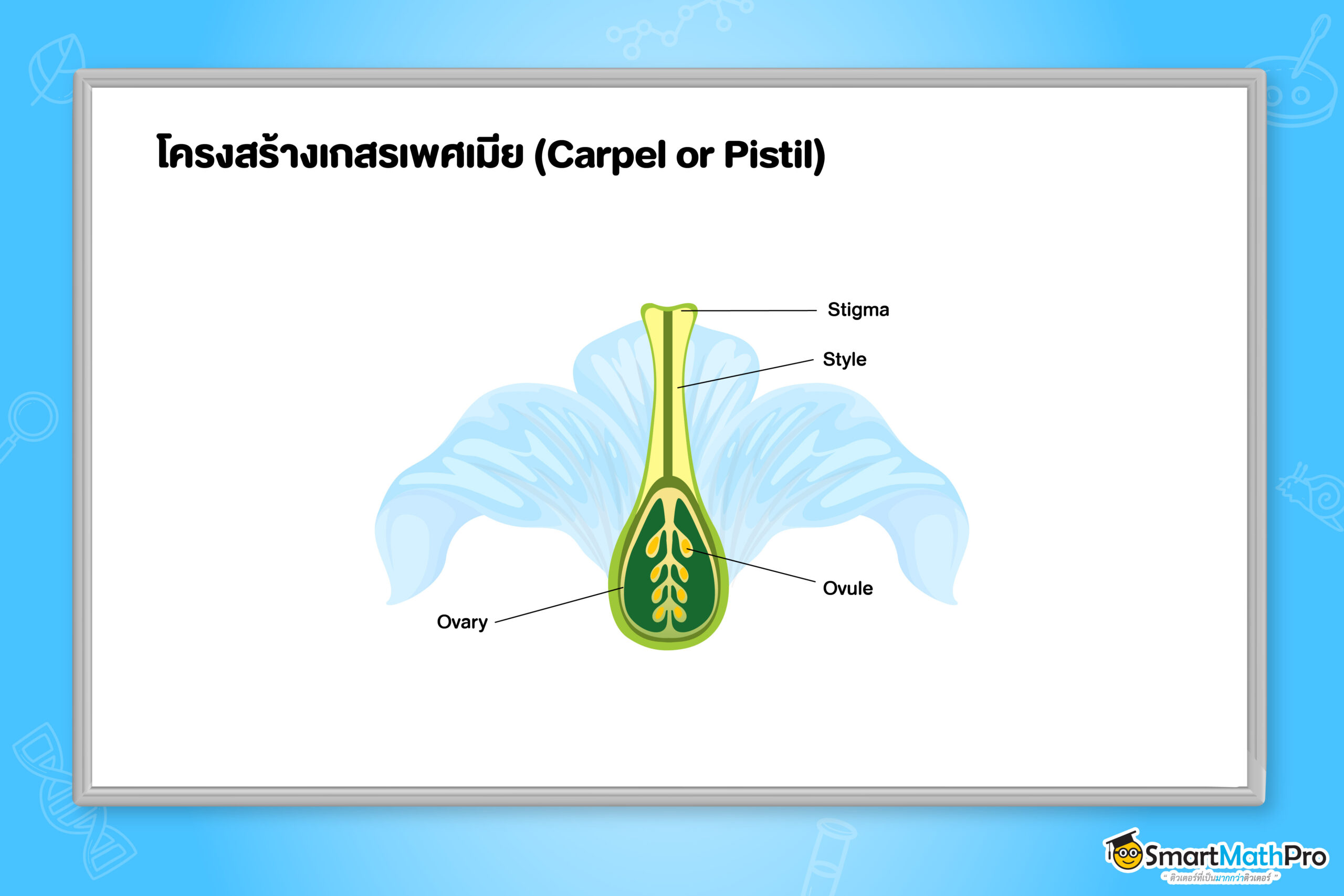 โครงสร้างเกสรเพศเมีย (Carpel or Pistil)