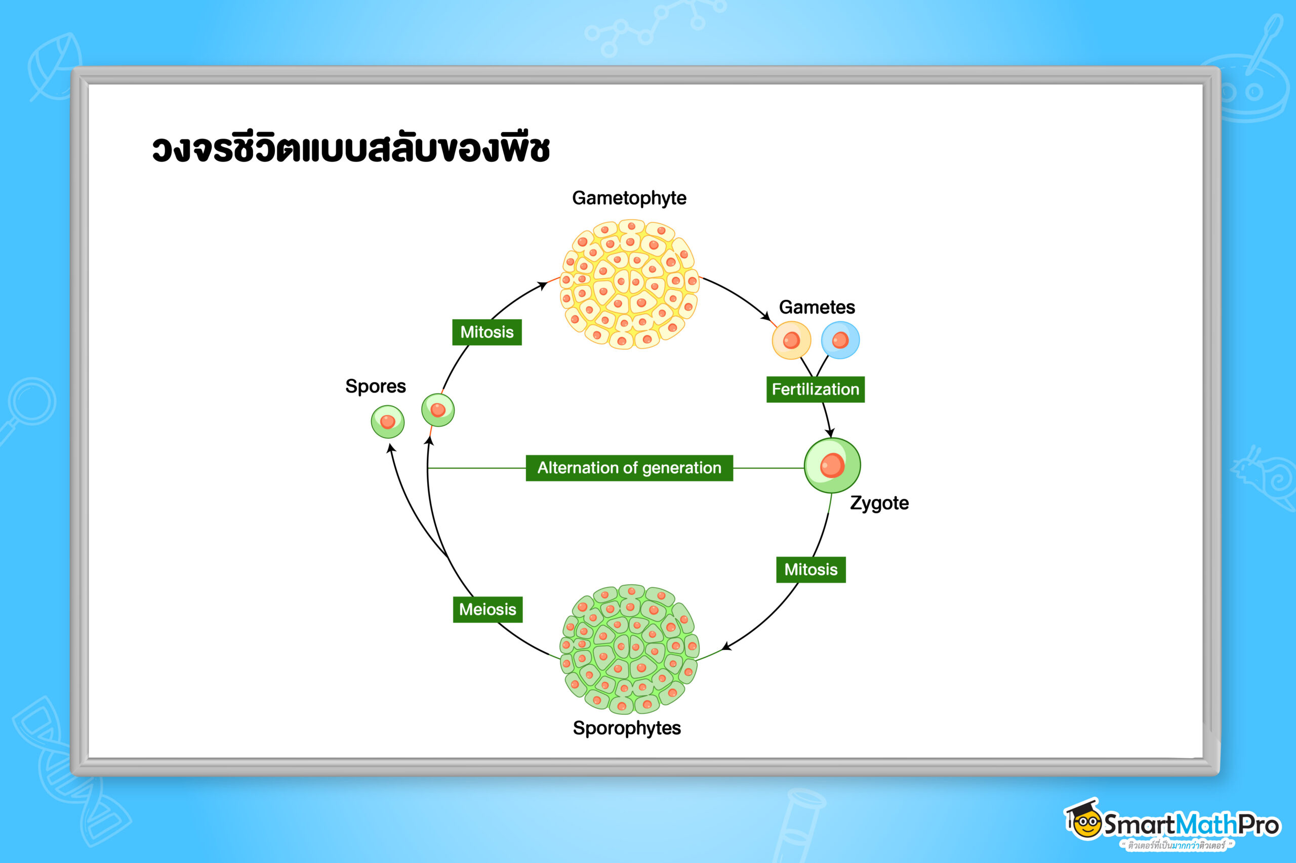 วงจรชีวิตแบบสลับของพืช
