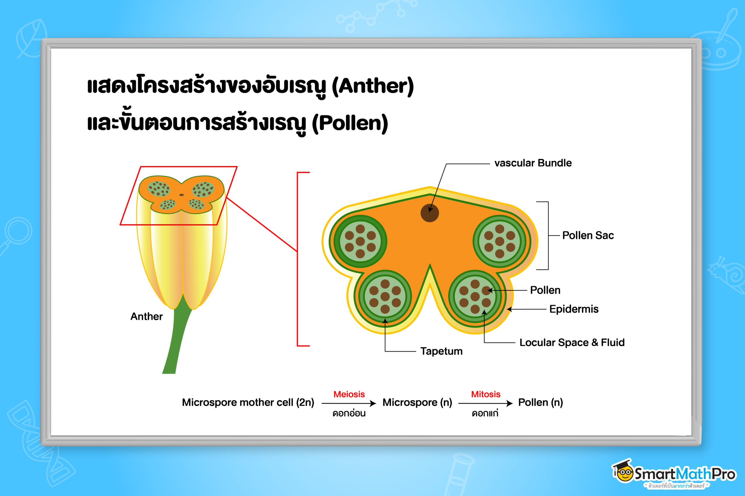 แสดงโครงสร้างของอับเรณู (Anther) และขั้นตอนการสร้างเรณู (Pollen