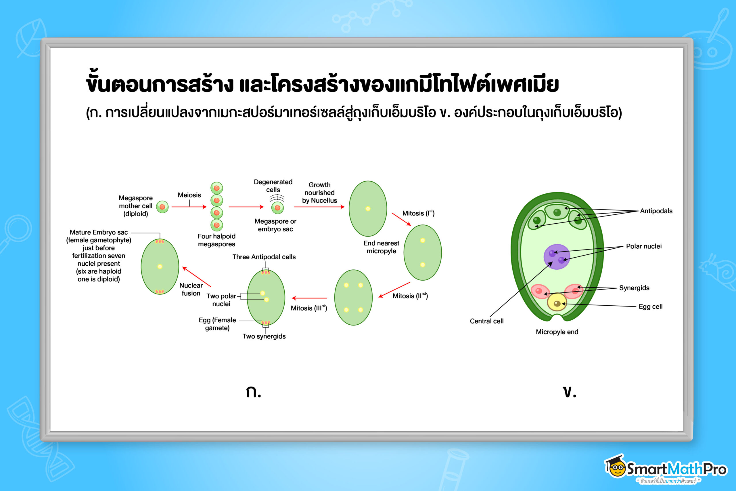 ขั้นตอนการสร้าง และโครงสร้างของแกมีโทไฟต์เพศเมีย